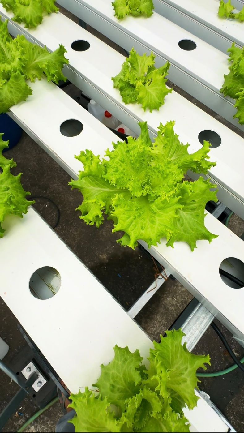 Hydroponic lettuce, grown without soil