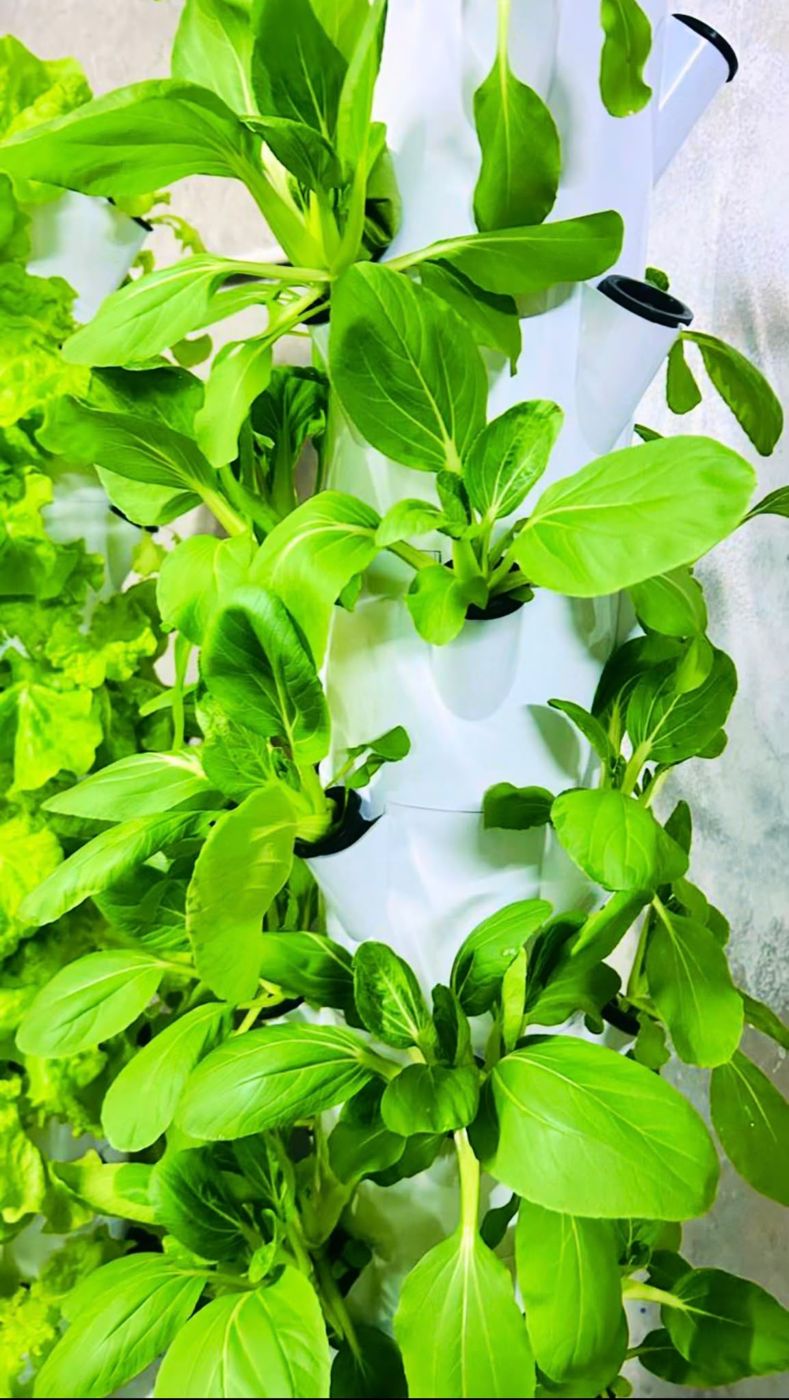 Pak choi on a vertical grow tower